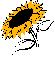 girasol girasol